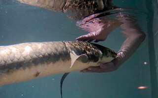 Ο Μαθουσάλας το αρχαιότερο ψάρι ενυδρείου στον κόσμο