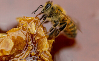 Μία Μέλισσα